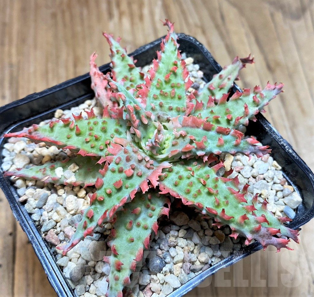 SH8662 Aloe TCT hybrid - Image 2