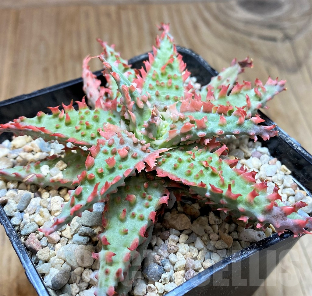 SH8662 Aloe TCT hybrid