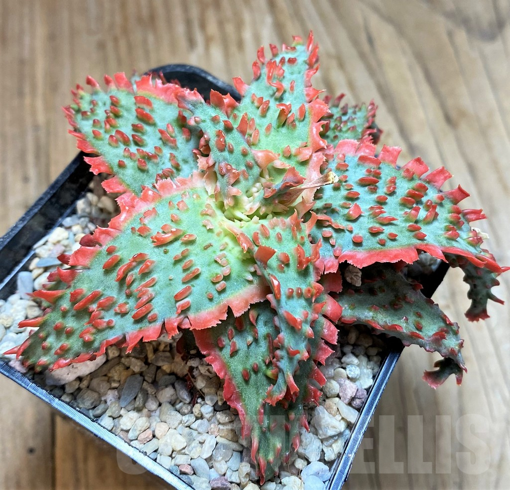 SH8663 Aloe TCT hybrid