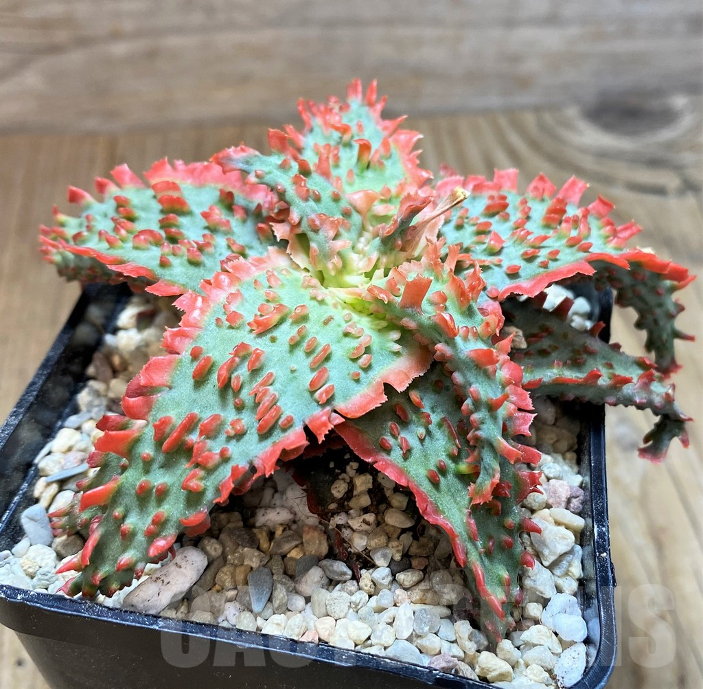 SH8663 Aloe TCT hybrid - 画像 (2)