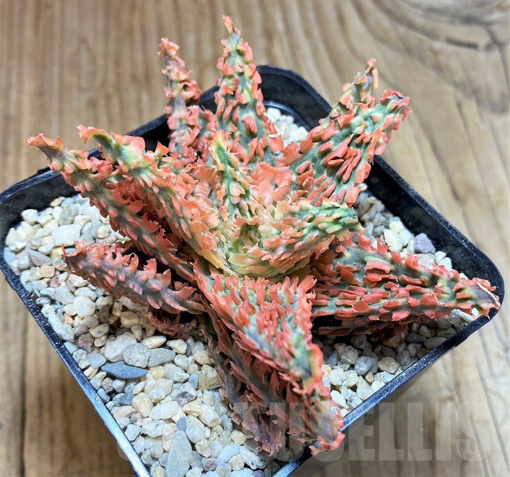 SH8664 Aloe TCT hybrid – Image 2