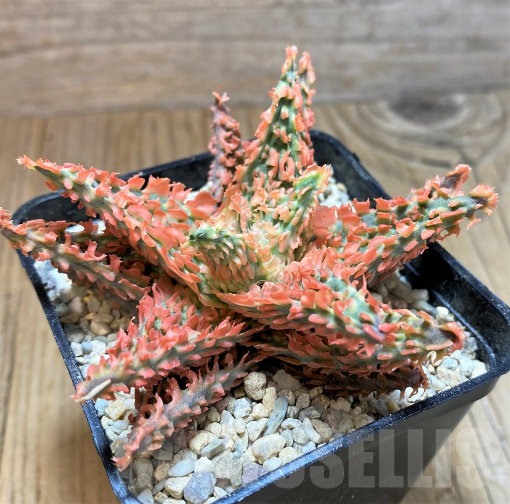 SH8664 Aloe TCT hybrid