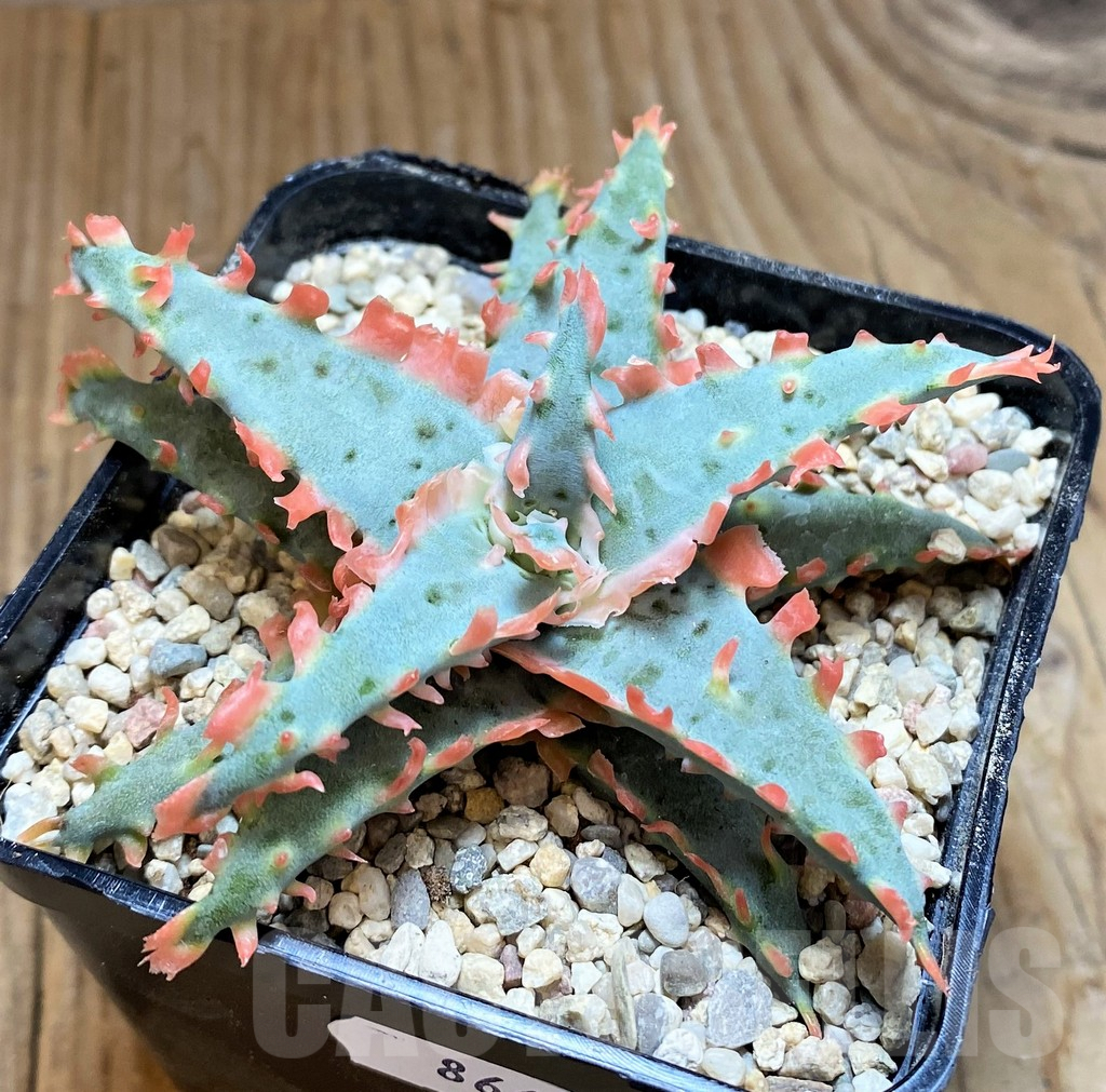 SH8666 Aloe TCT hybrid