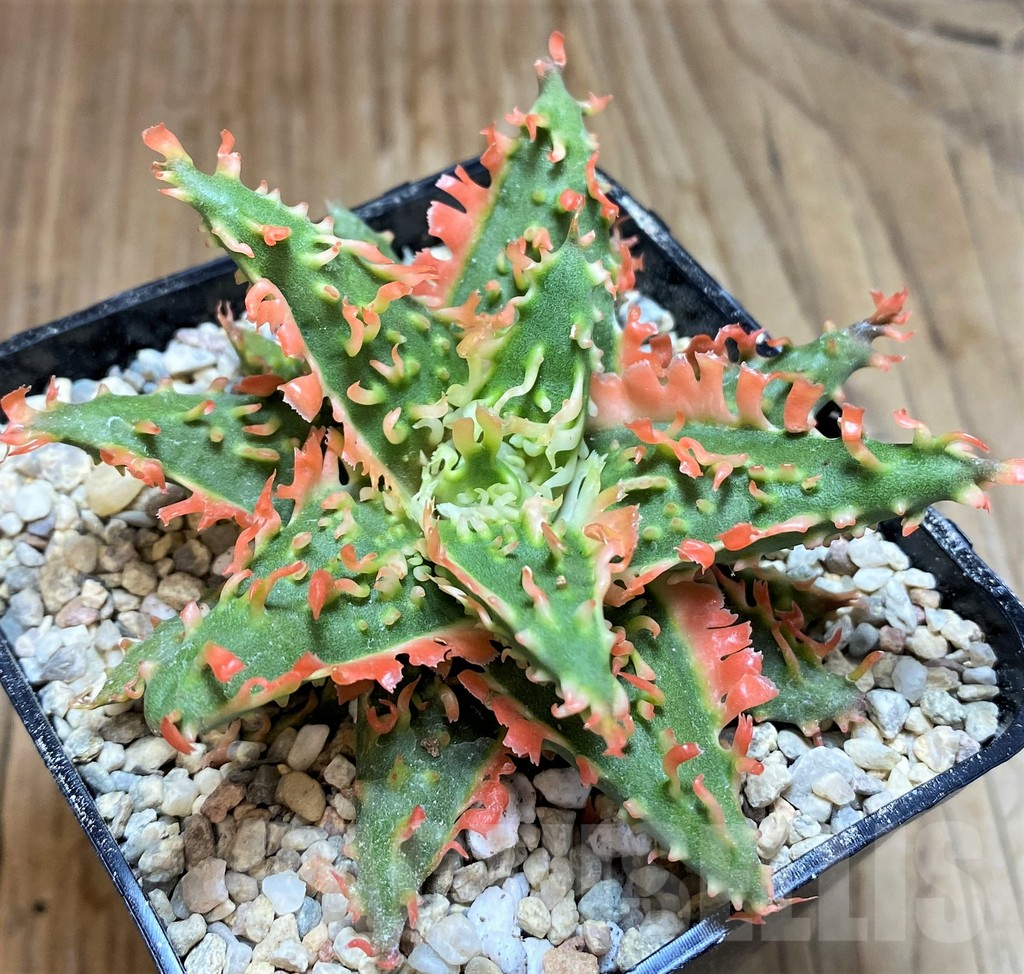 SH8667 Aloe TCT hybrid - Obrázek 2