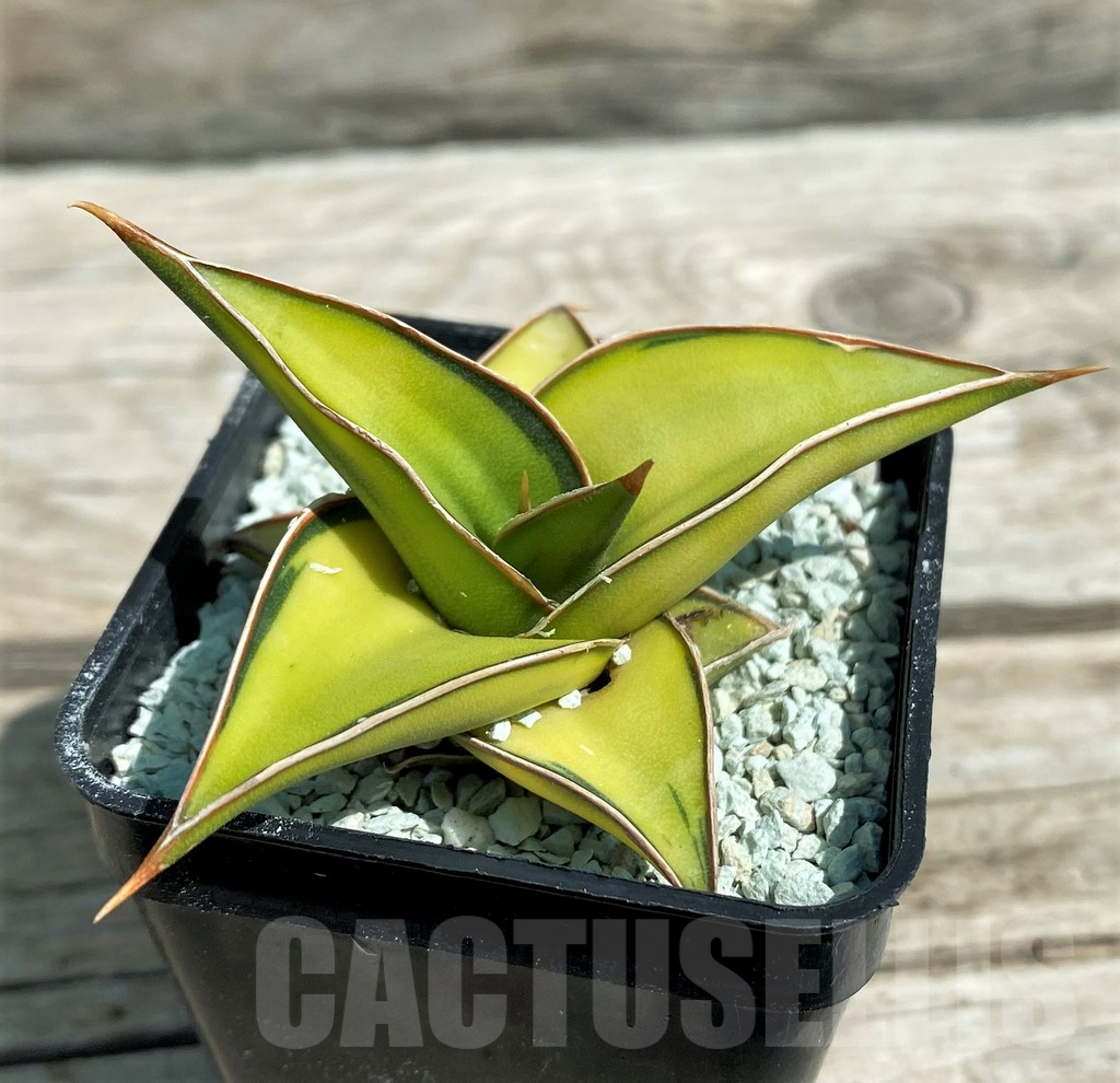 SH8642 Sansevieria lavranos 23251 f. variegata - immagine 2