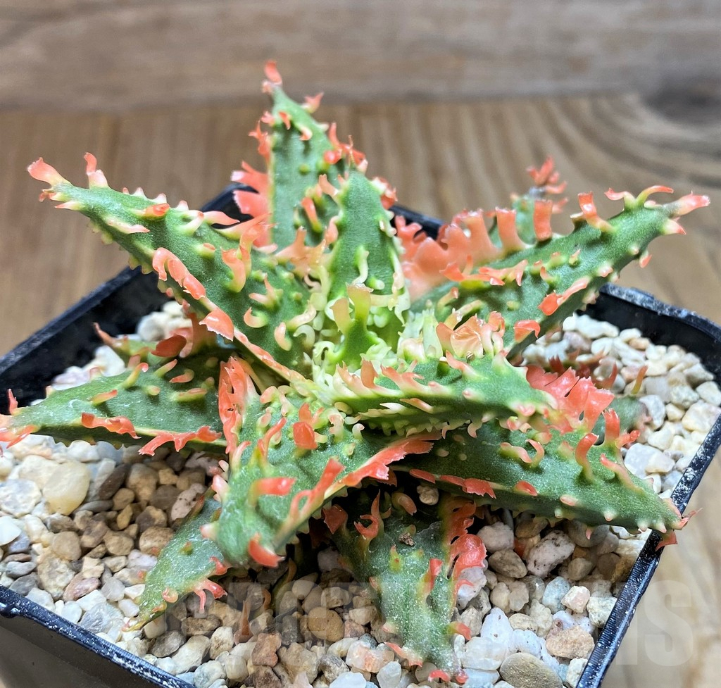 SH8667 Aloe TCT hybrid