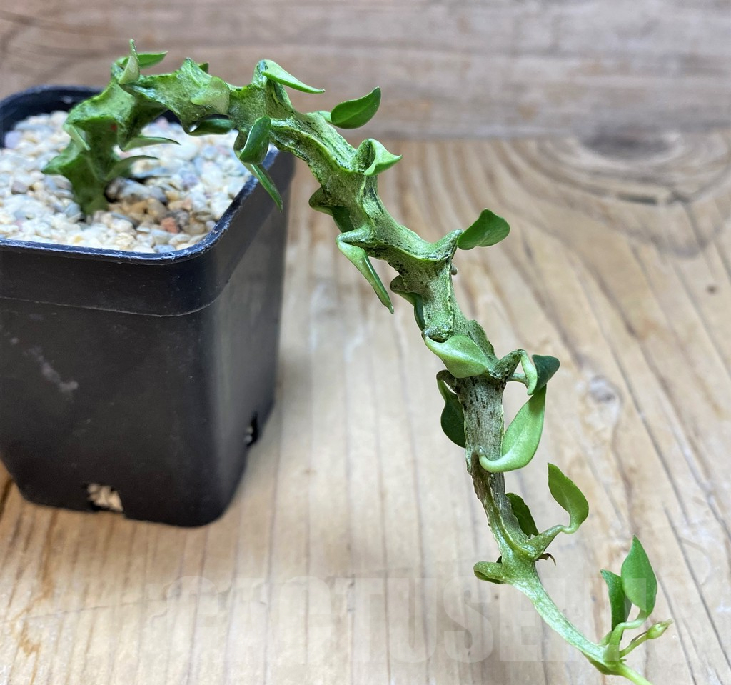 SH8668 Ceropegia simoneae ‘Green Form’