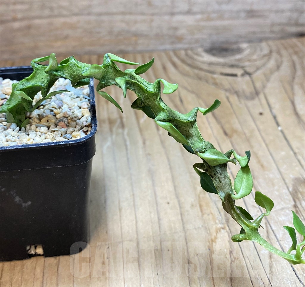 SH8668 Ceropegia simoneae ‘Green Form’ – Image 2