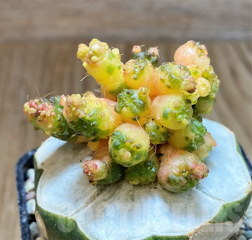 SH8672 Mammillaria bocasana 'Fred' f. variegata, grafted