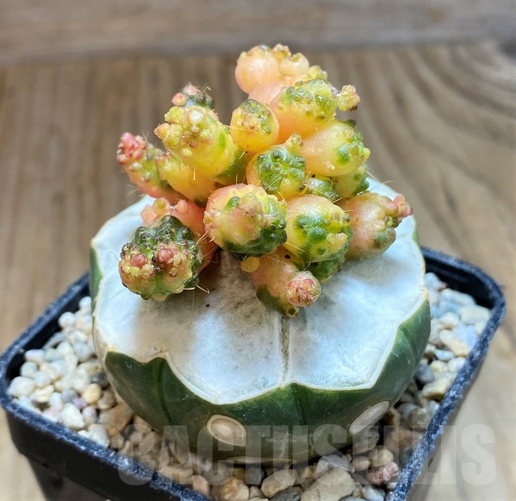 SH8672 Mammillaria bocasana 'Fred' f. variegata, grafted - Image 2