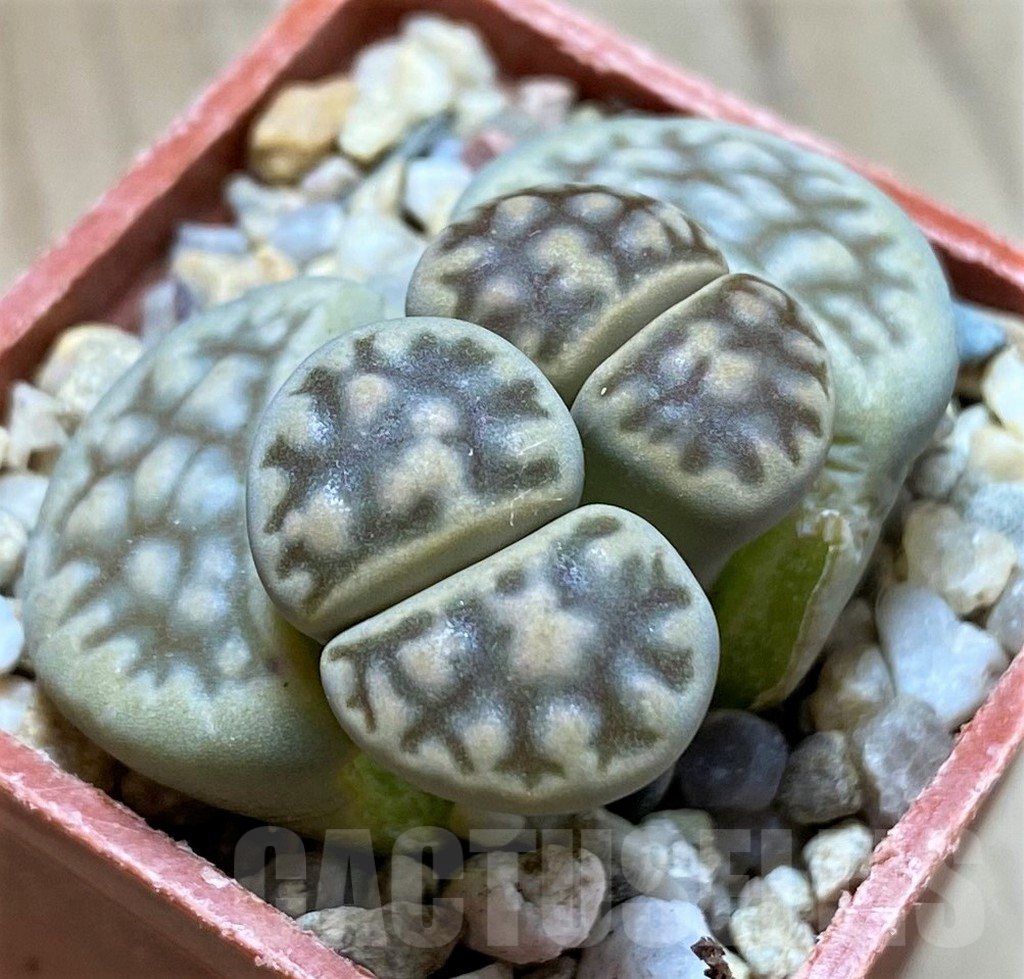 SH9898 Lithops karasmontana v. lerichiana C267