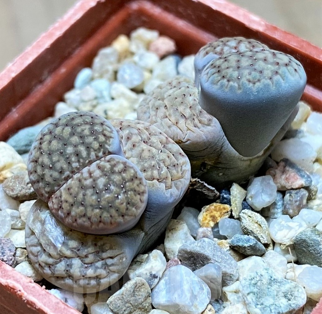 SH9900 Lithops verruculosa