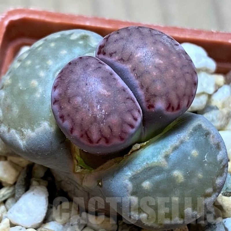 SH9901 Lithops salicola ‘Sato’s Violet’ hybrid
