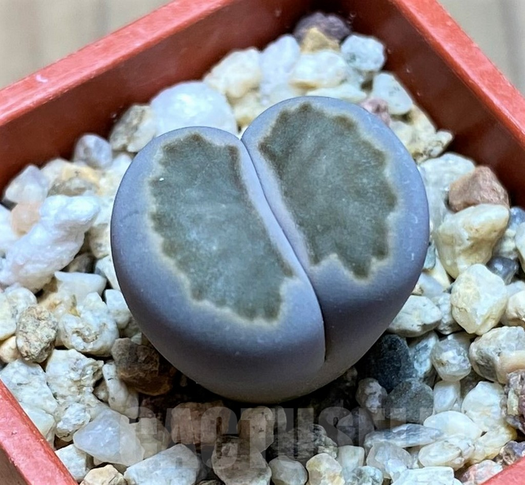 SH9905 Lithops julii ‘Kikushogyoku’