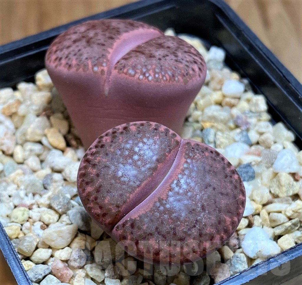 SH9915 Lithops bromfieldii 'Embers'