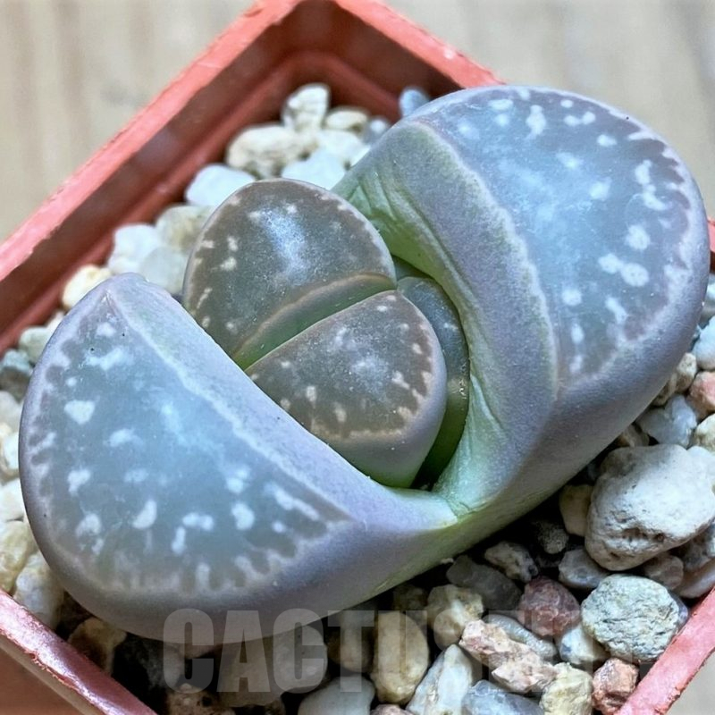 SH9866 Lithops olivacea v. nebrownii