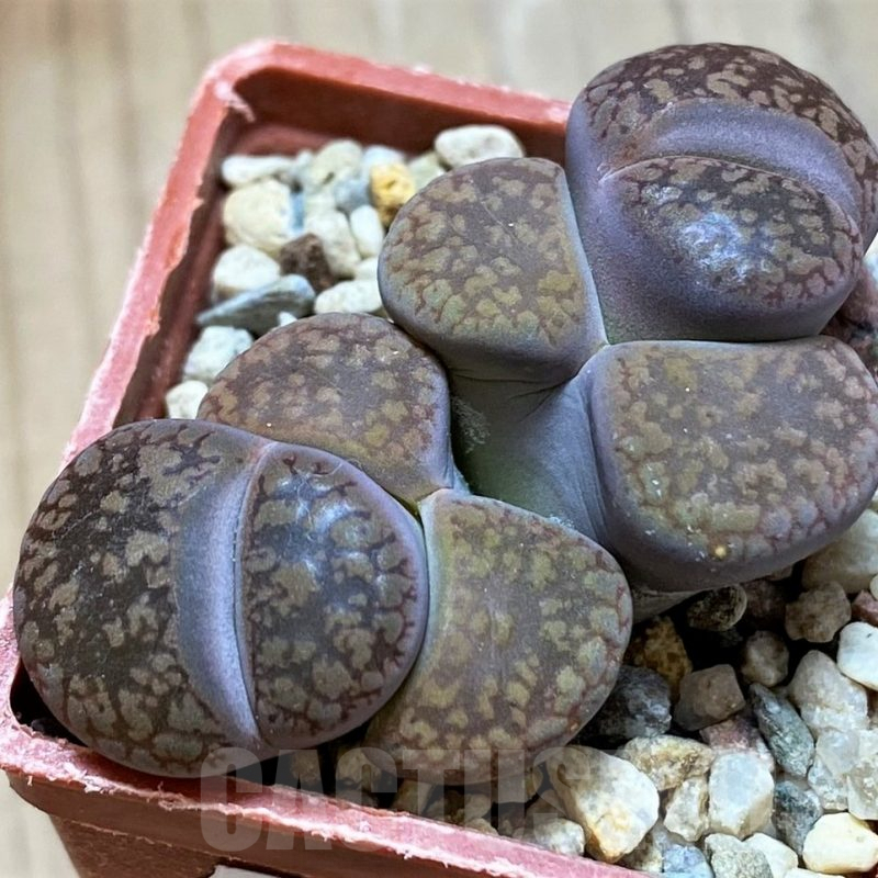 SH9868 Lithops aucampiae