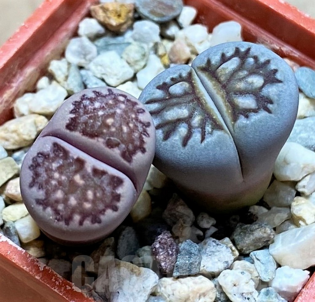 SH9869 Lithops julii ‘Kikushogyoku’, Lithops salicola ‘Sato’s Violet’ hybrid