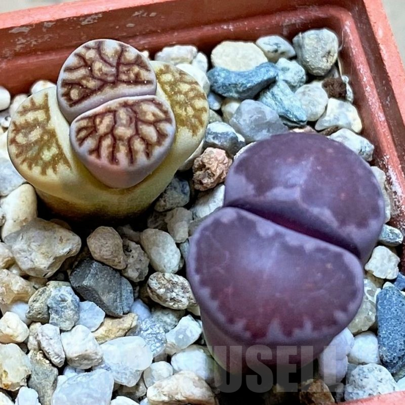 SH9871 Lithops julii ‘Kikushogyoku’, Lithops salicola ‘Sato’s Violet’ hybrid