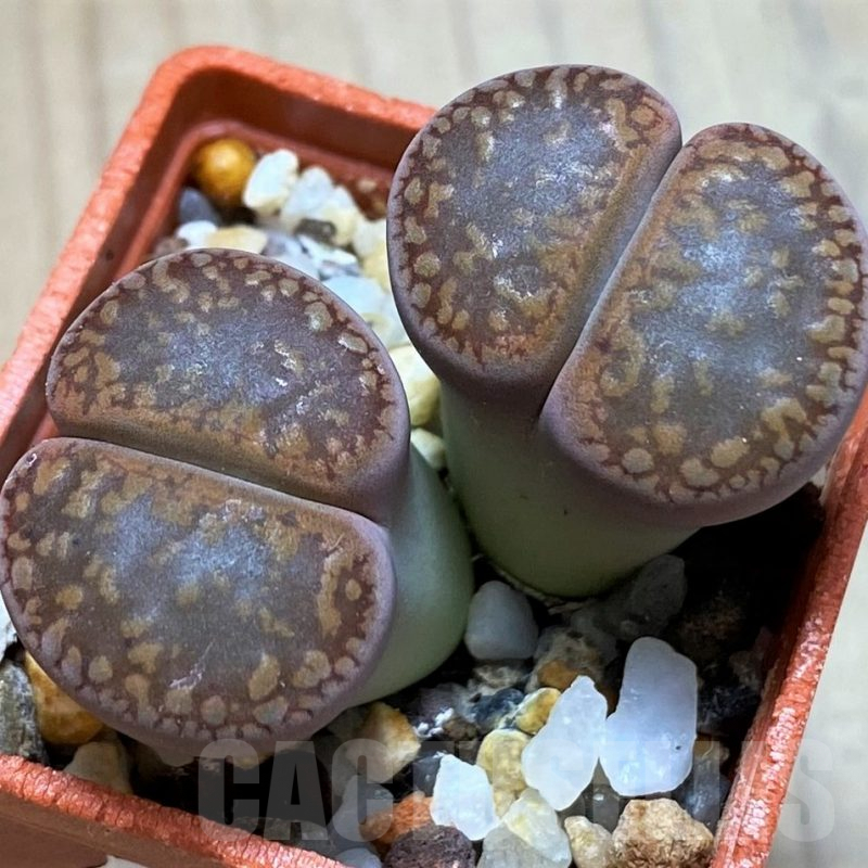 SH9876 Lithops aucampiae SH1664