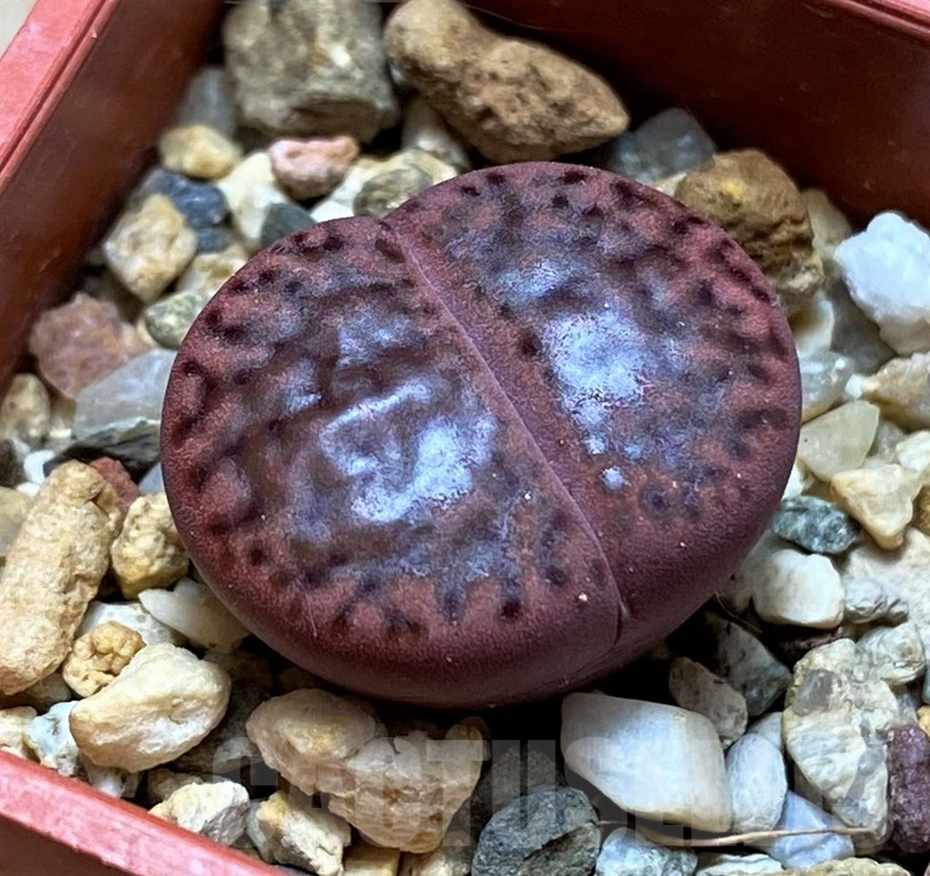 SH9877 Lithops bromfieldii 'Embers'