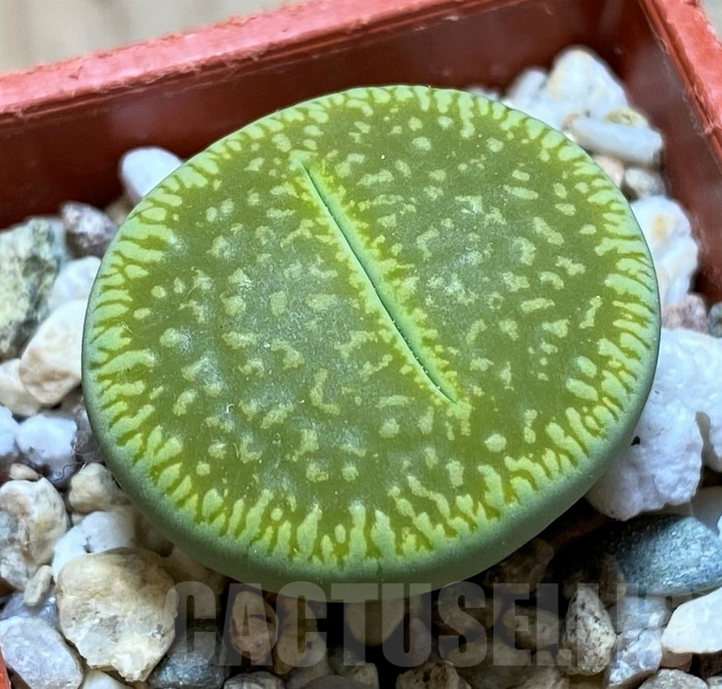 SH9878 Lithops aucampiae ‘Bella Ketty’