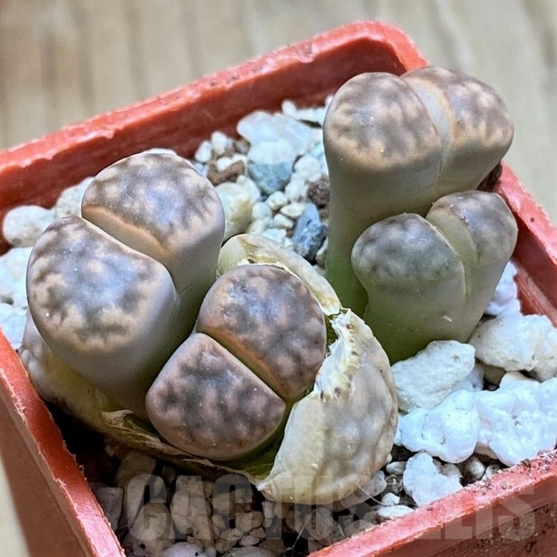 SH9880 Lithops karasmontana C065A -Signalberg Form-