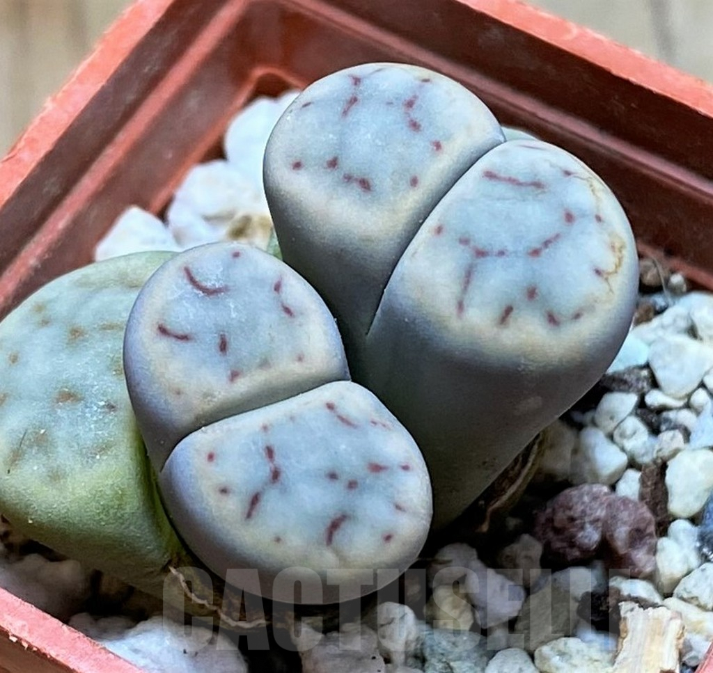 SH9881 Lithops schwantesii v. marthae