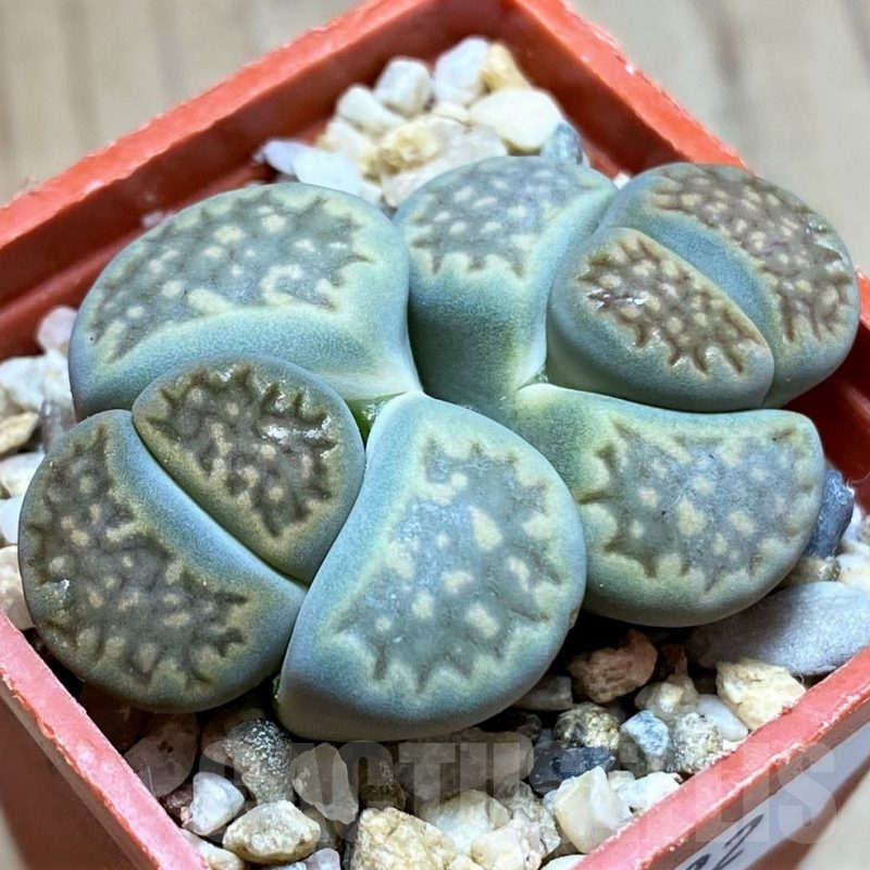 SH9882 Lithops hallii ochracea 'Green Soapstone'