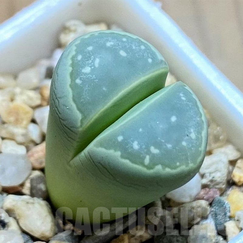 SH9884 Lithops olivacea C109