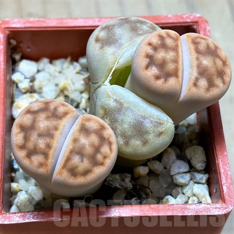 SH9886 Lithops karasmontana ssp. eberlanzii