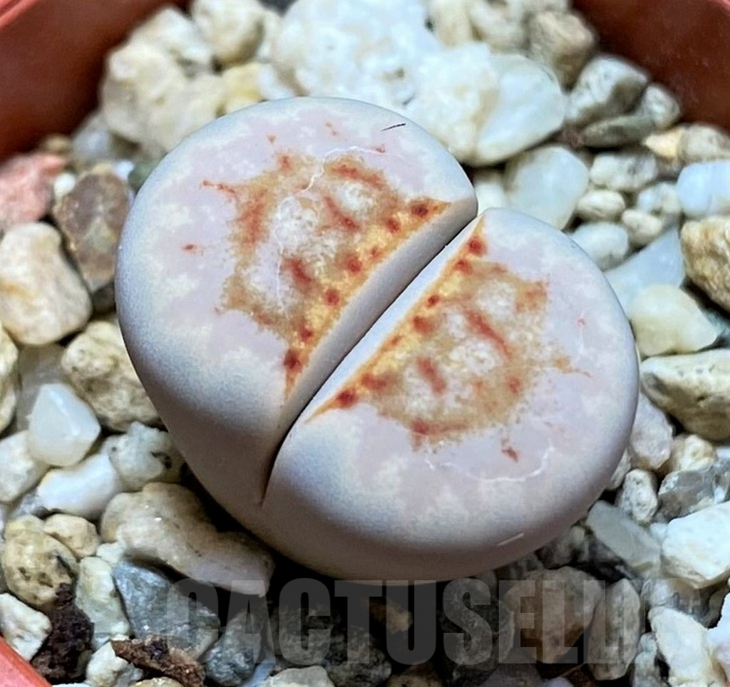 SH9888 Lithops julii ‘Hot Lips’