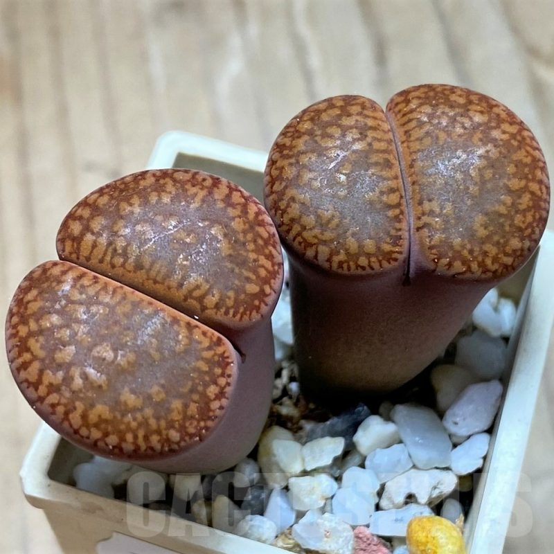 SH9895 Lithops aucampiae C255, SH1623