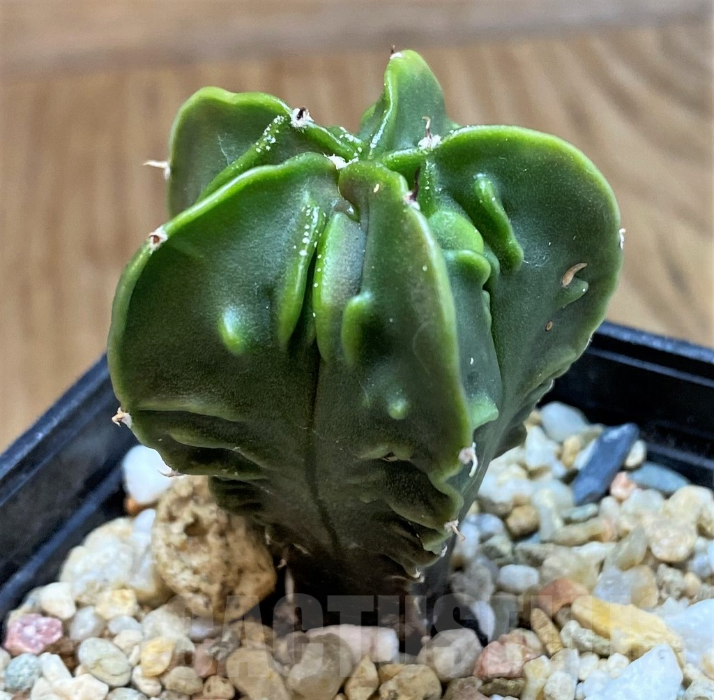 SH9987 Astrophytum myriostigma ‘Fukuryu’ f. nudum – Image 2