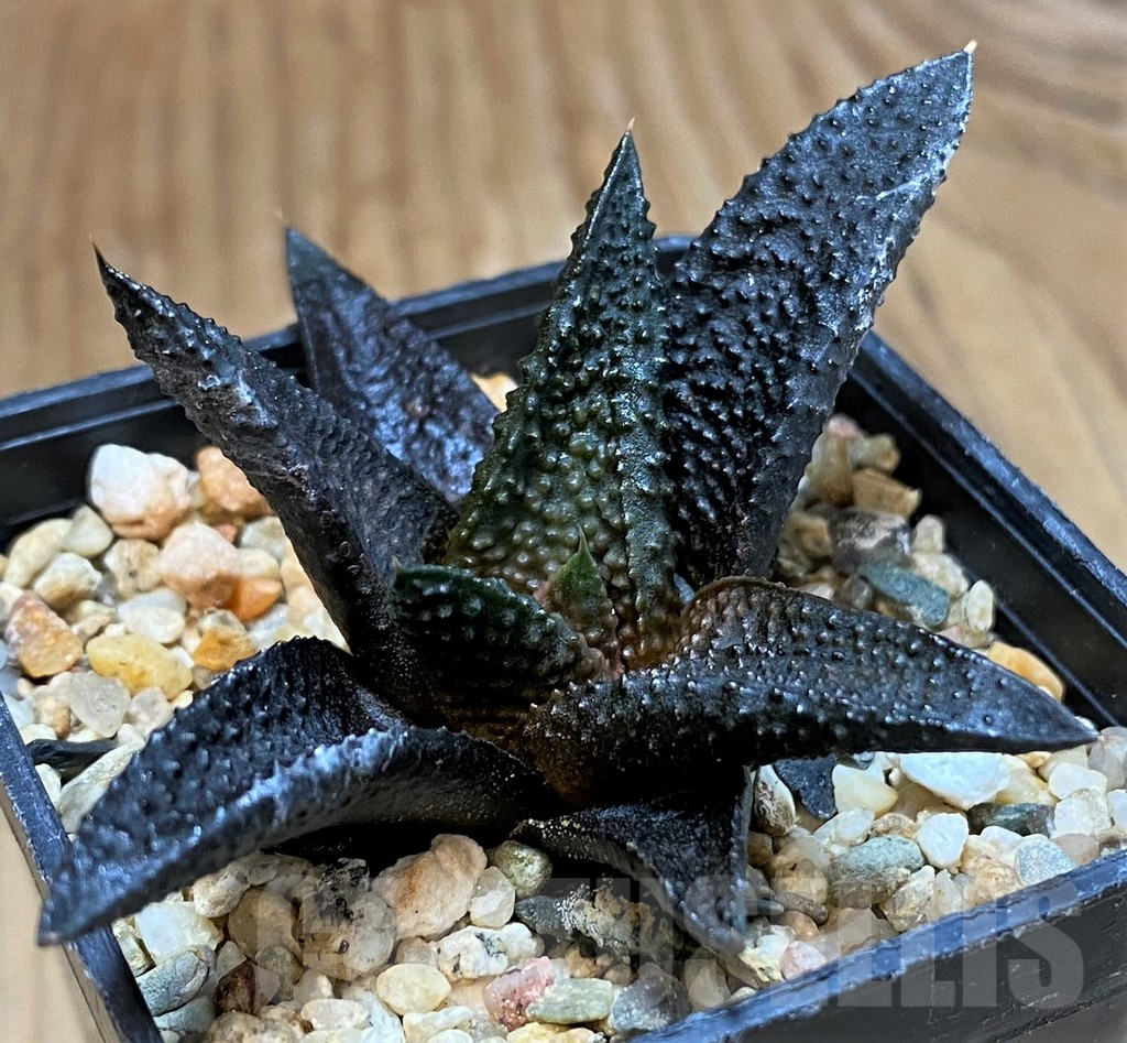 SH10022 Haworthia scabra x koelmaniorum -Japan-