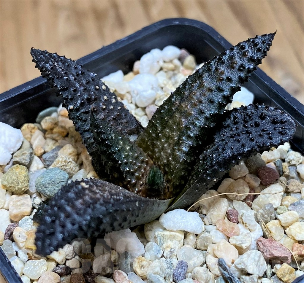 SH10023 Haworthia scabra x koelmaniorum -Japan-