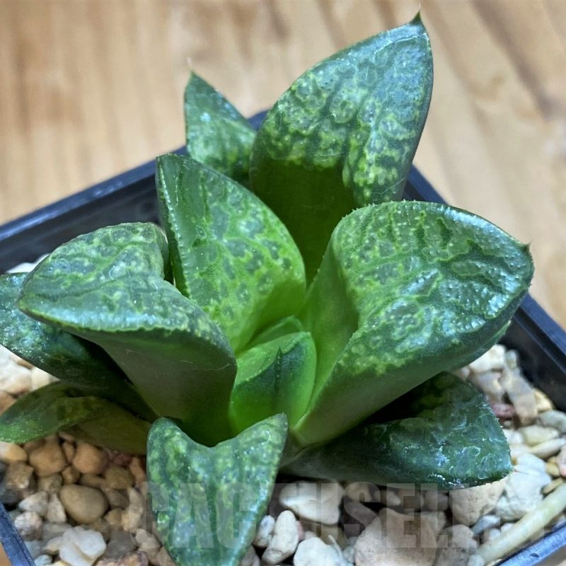 SH10025 Haworthia ‘Kamen Butokai’