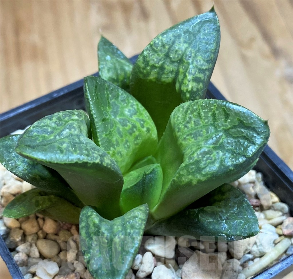 SH10025 Haworthia ‘Kamen Butokai’