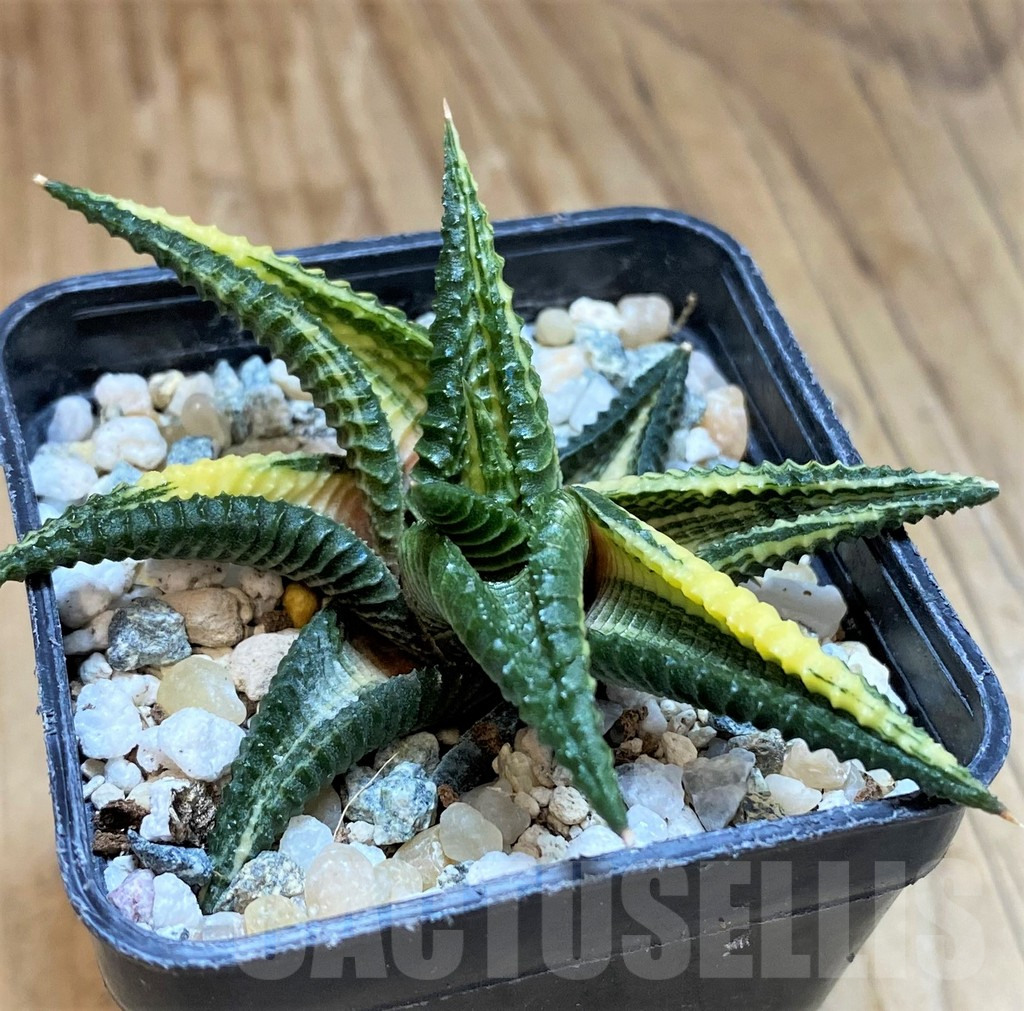 SH10026 Haworthia limifolia f. variegata