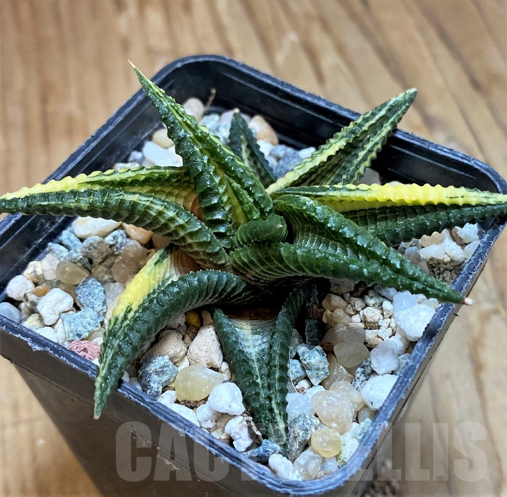 SH10026 Haworthia limifolia f. variegata - Image 2