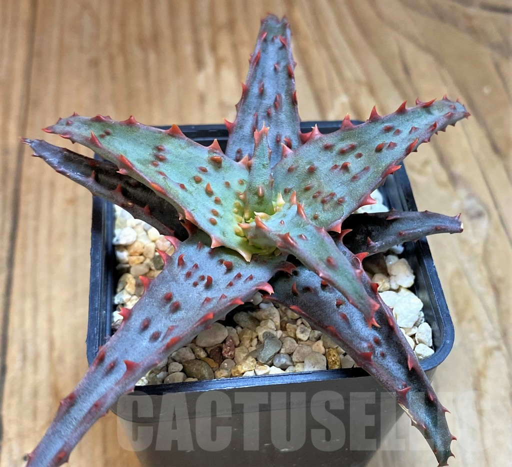 SH10027 Aloe castilloniae hybrid - Imagen 2