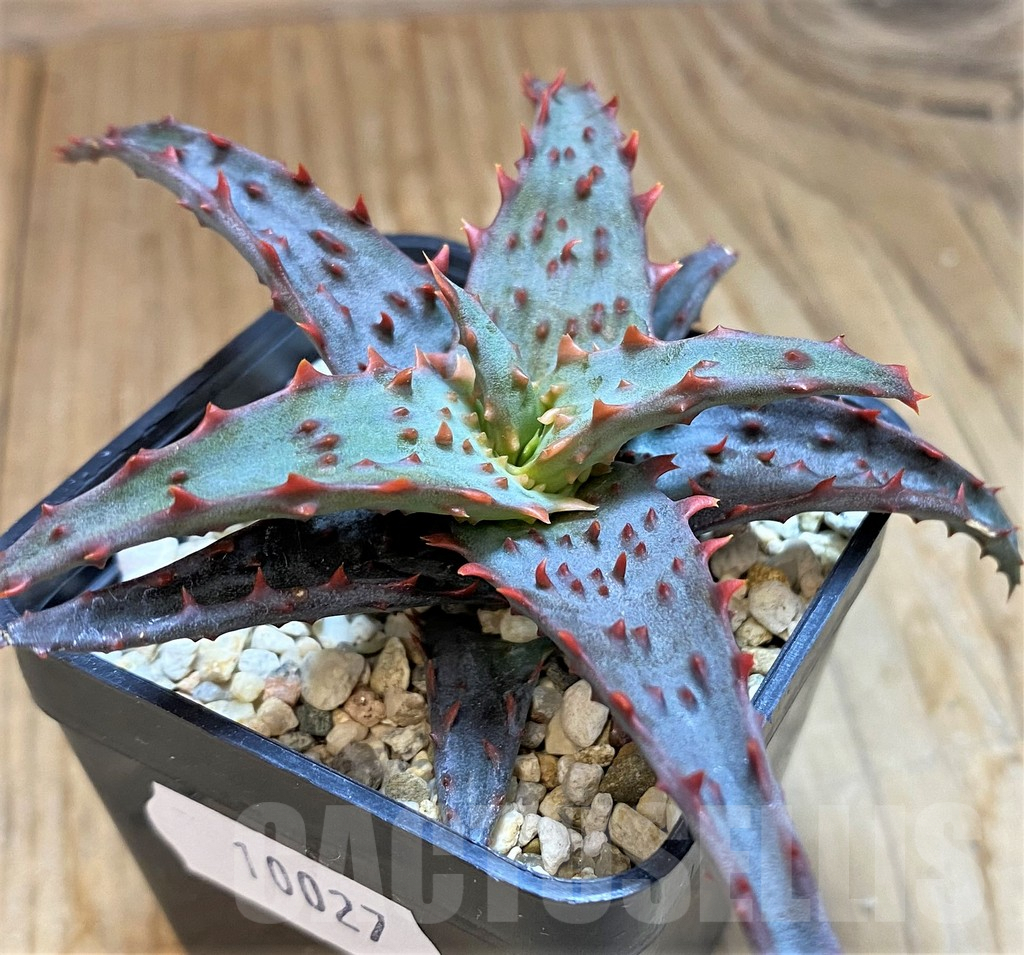 SH10027 Aloe castilloniae hybrid