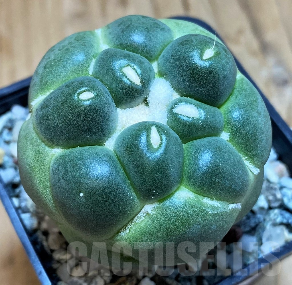 SH9988 Coryphantha elephantidens ‘inermis’