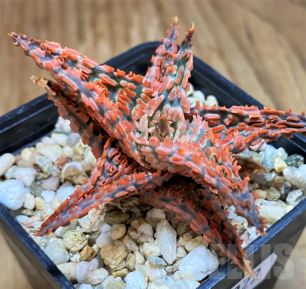 SH10029 Aloe TCT hybrid - 画像 (2)