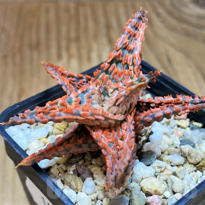 SH10029 Aloe TCT hybrid