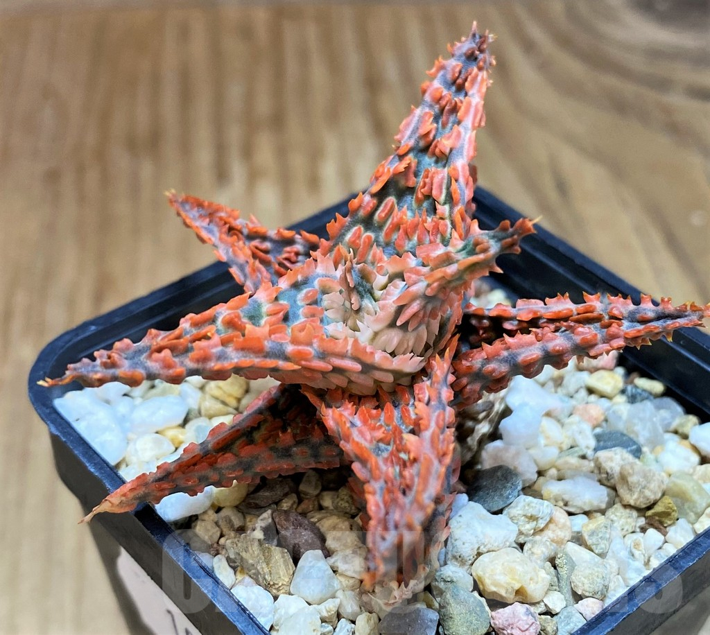 SH10029 Aloe TCT hybrid