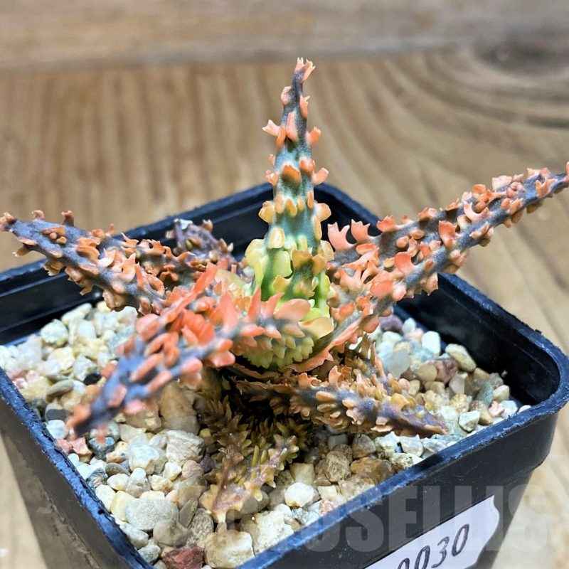 SH10030 Aloe TCT hybrid