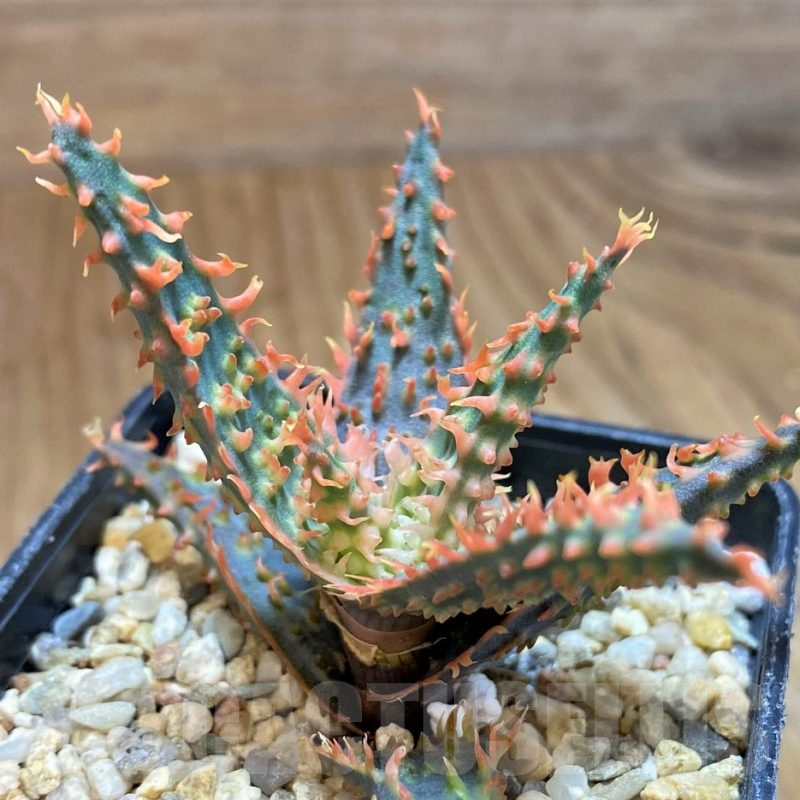 SH10031 Aloe TCT hybrid