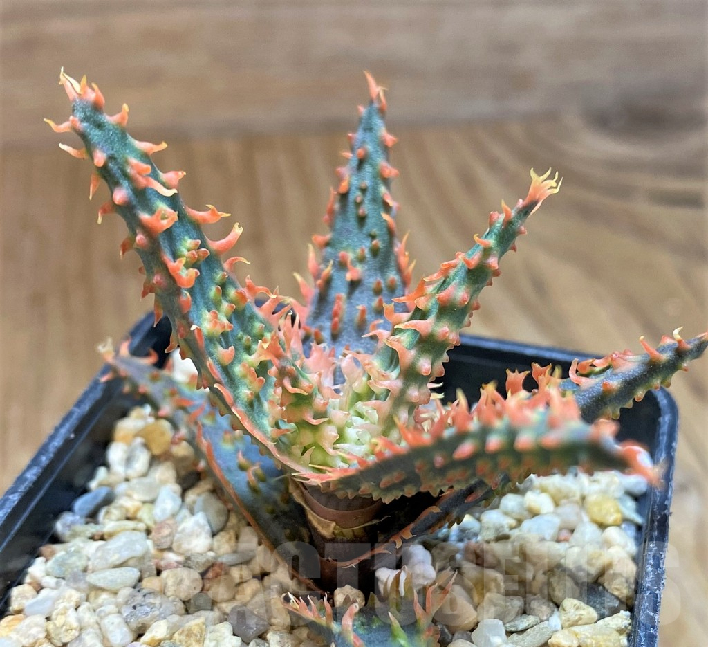 SH10031 Aloe TCT hybrid