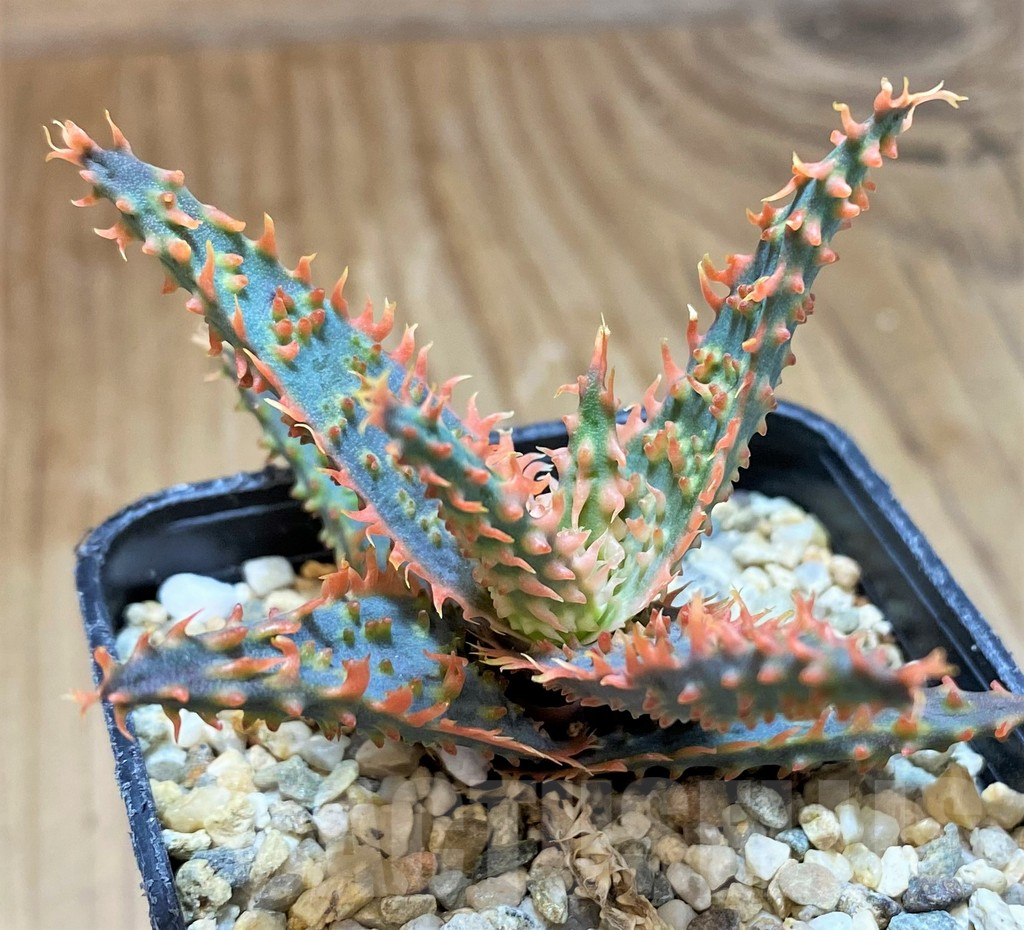 SH10031 Aloe TCT hybrid - Obrázek 2